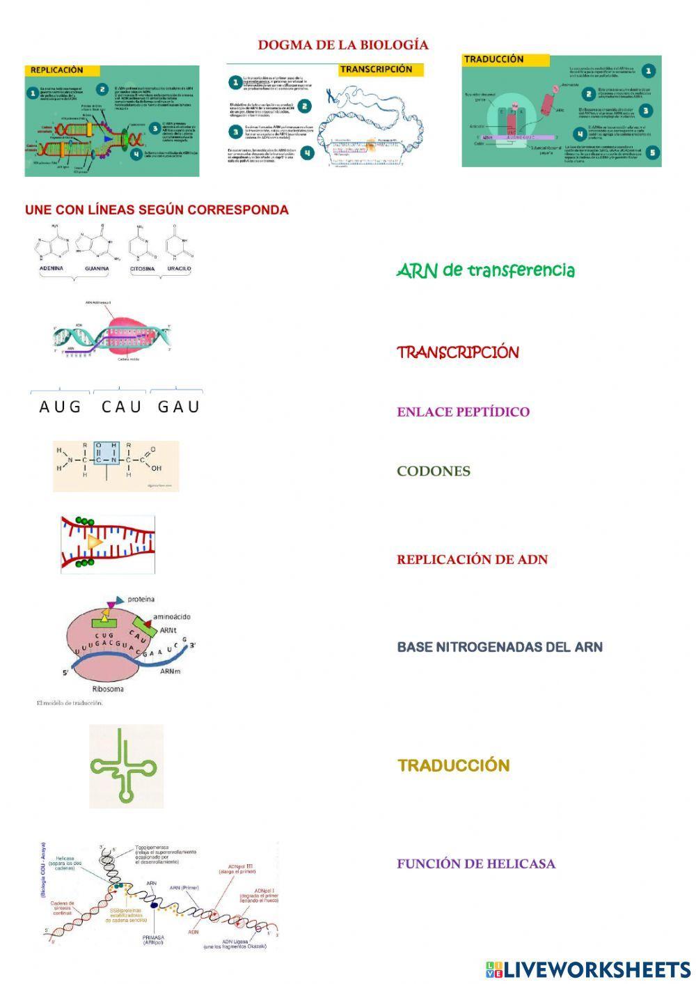Dogma de la biología TEORÍA Y CUESTIONARIO