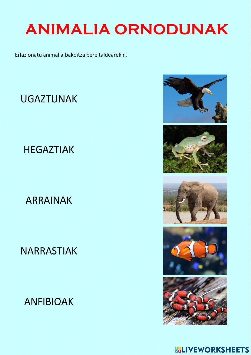 Animalia ornodunak