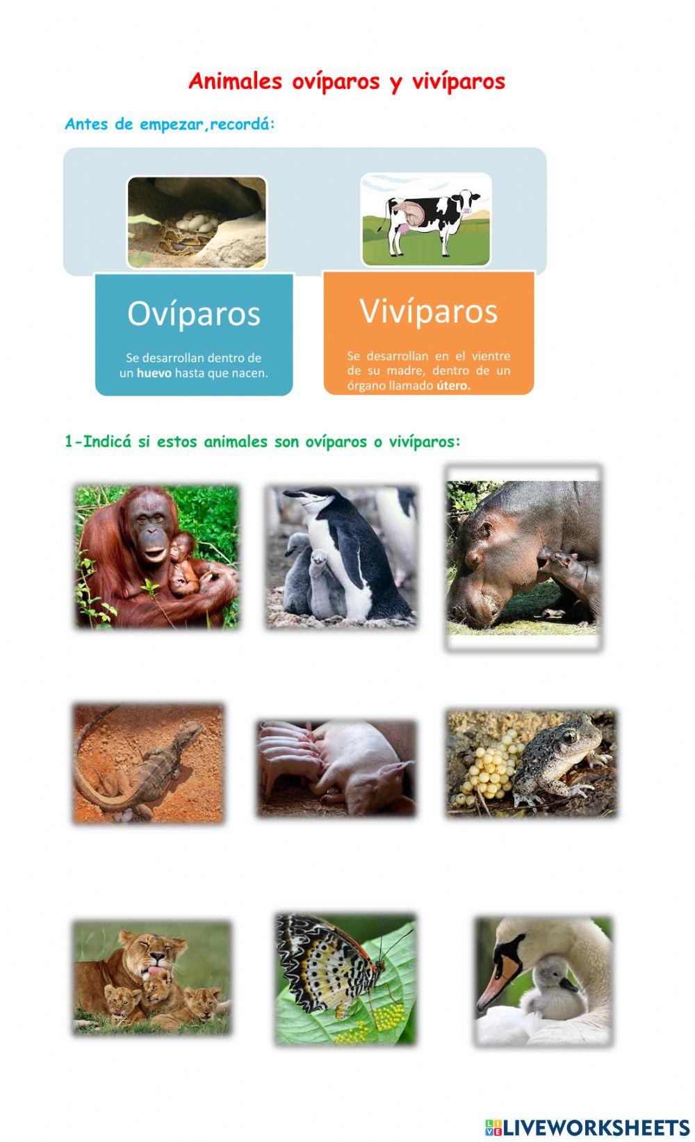 Animales ovíparos y vivíparos