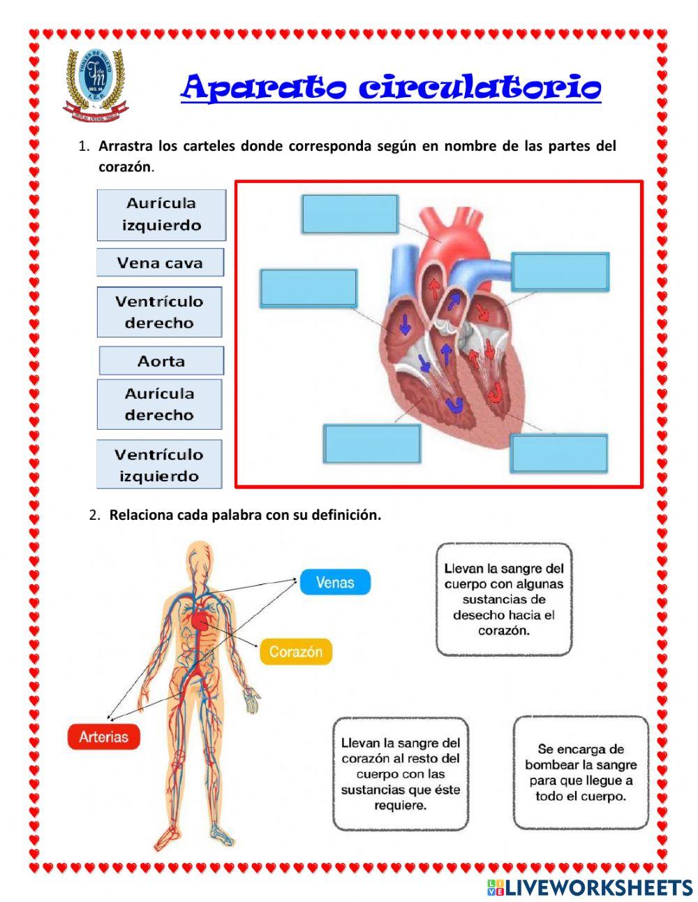 Aparato circulatorio