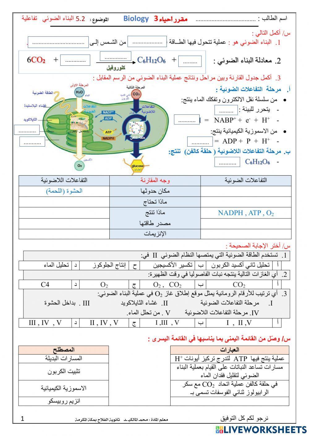 البناء الضوئي ورقة تفاعلية