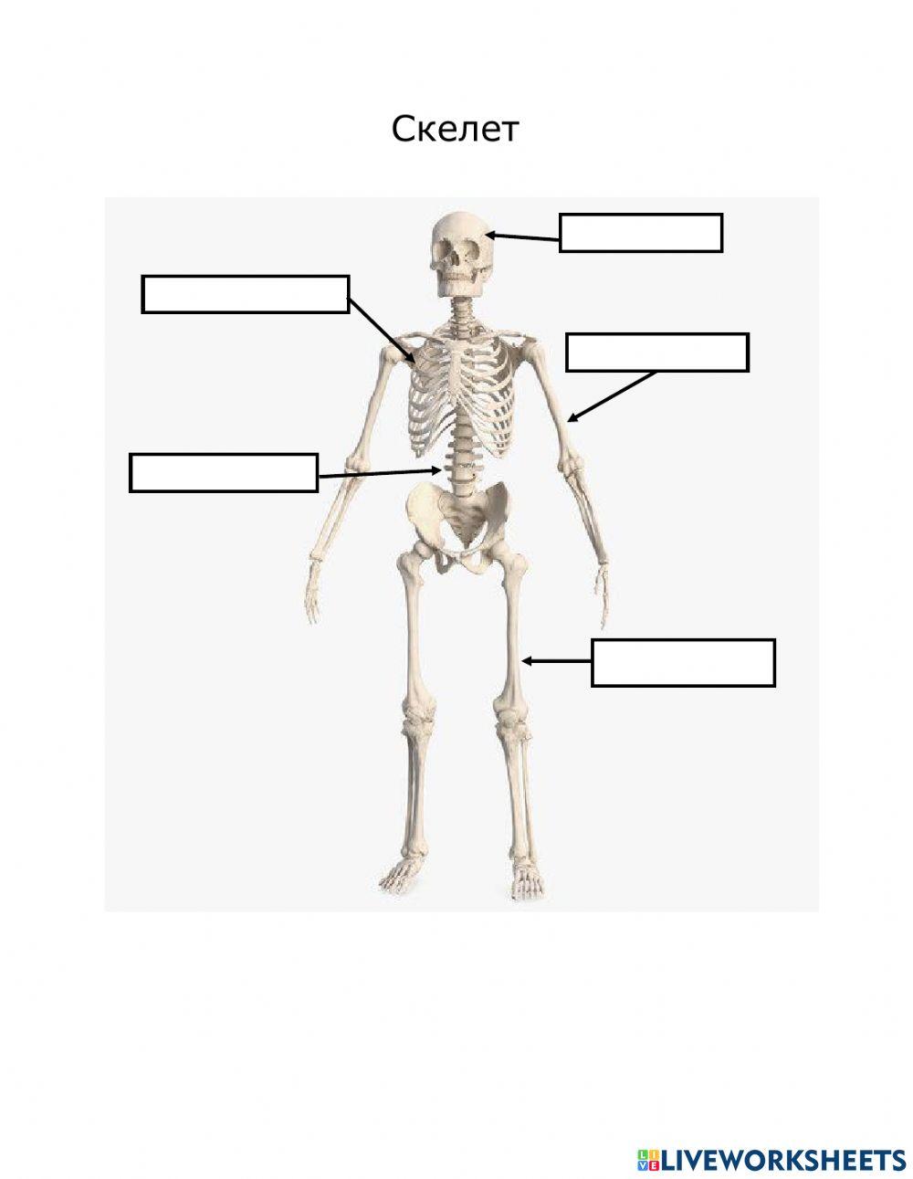 Skeleton