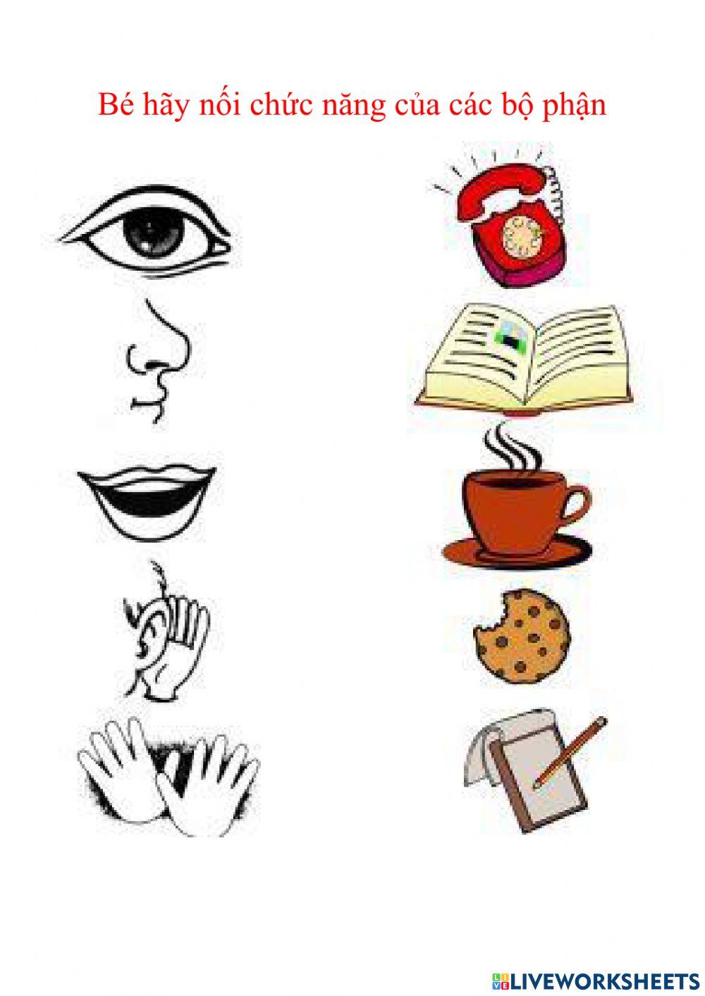 Bài tập ôn các bộ phận trên cơ thể. 25-36 tháng