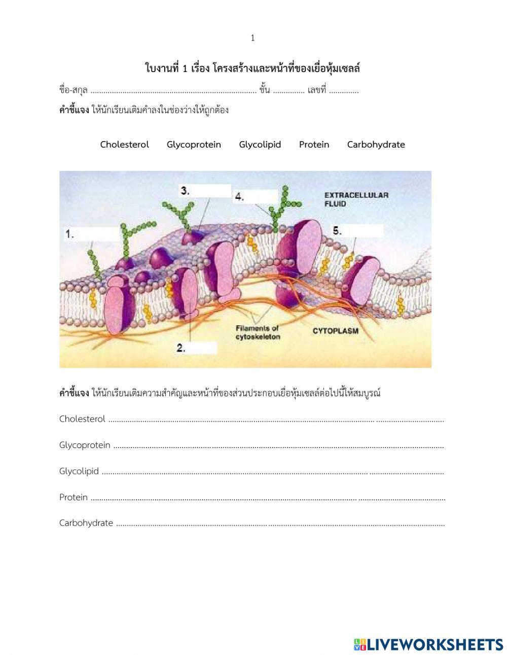 Worksheet 1 Structure of the Cell Membrane worksheet | Live Worksheets