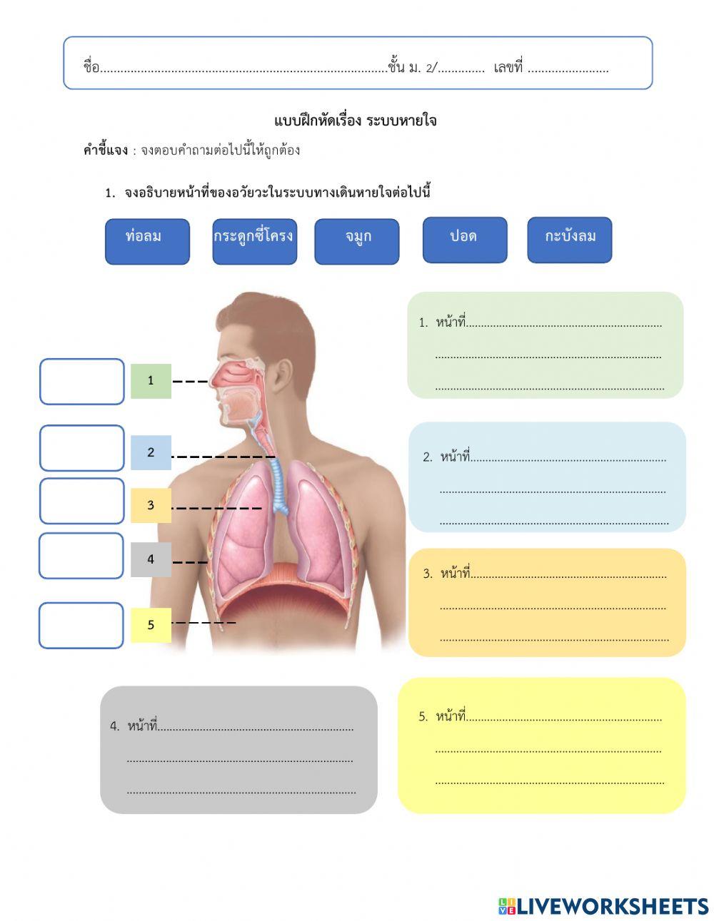 ระบบหายใจ
