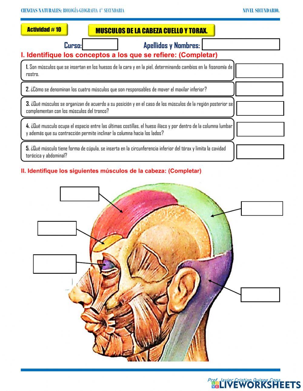 10.Musculos del tronco