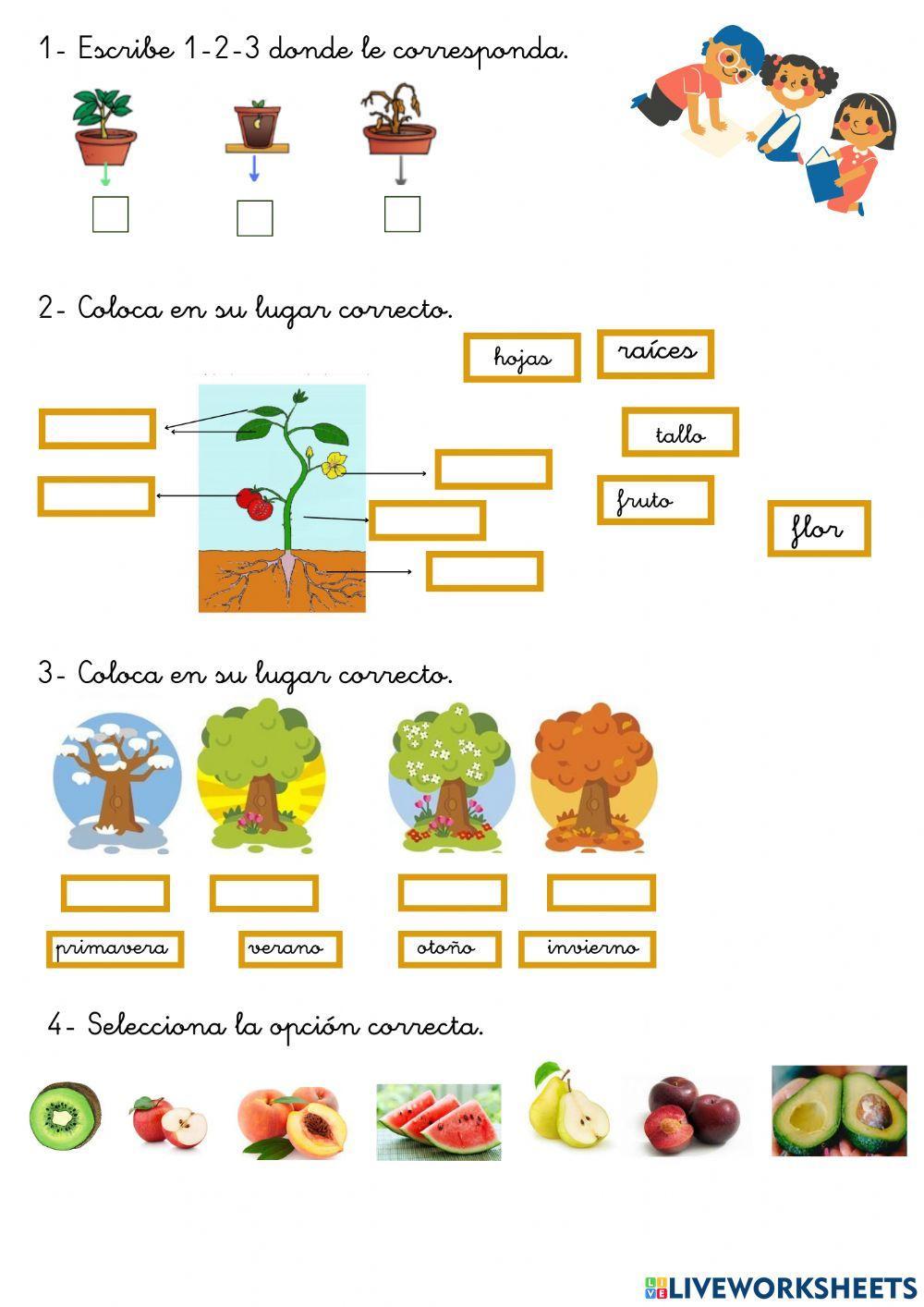 Las Plantas Online Exercise For 1º Live Worksheets Las Plantas Online Exercise For 1º Live Worksheets