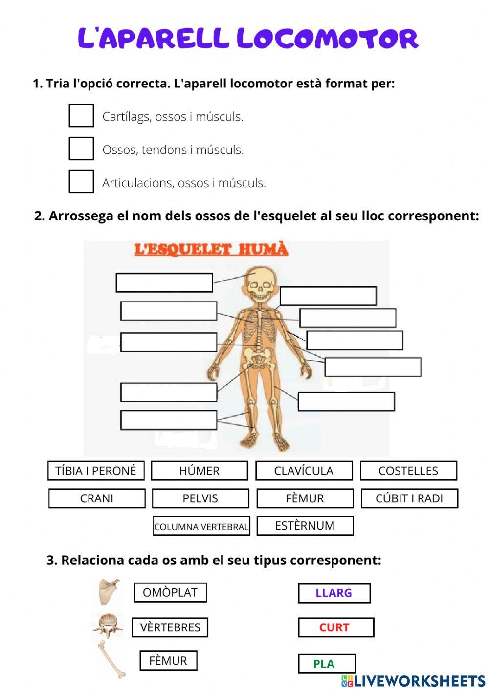 Aparell locomotor, reproductor i circulatori