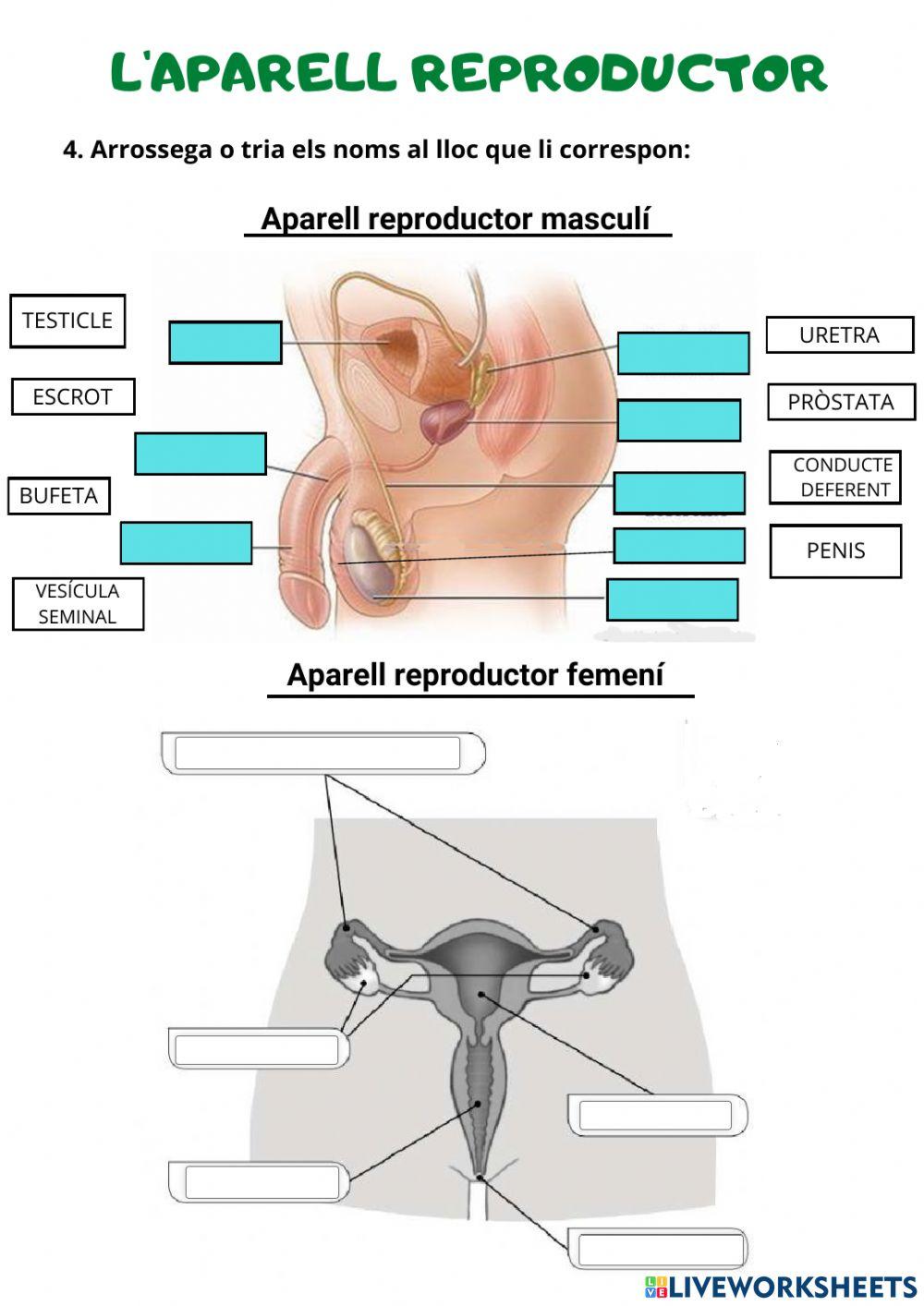 Aparell locomotor, reproductor i circulatori