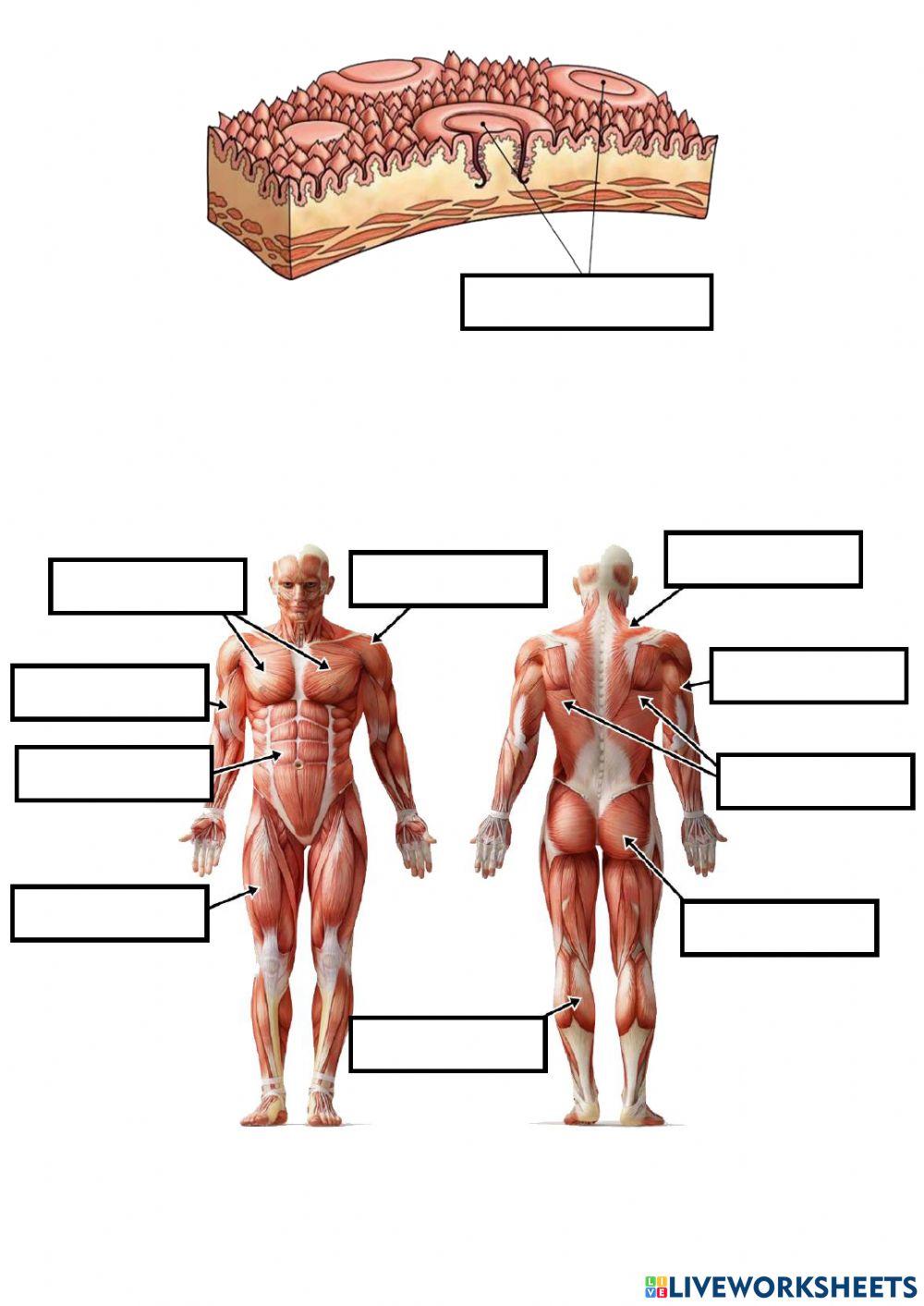 Exame anexos bloque 3