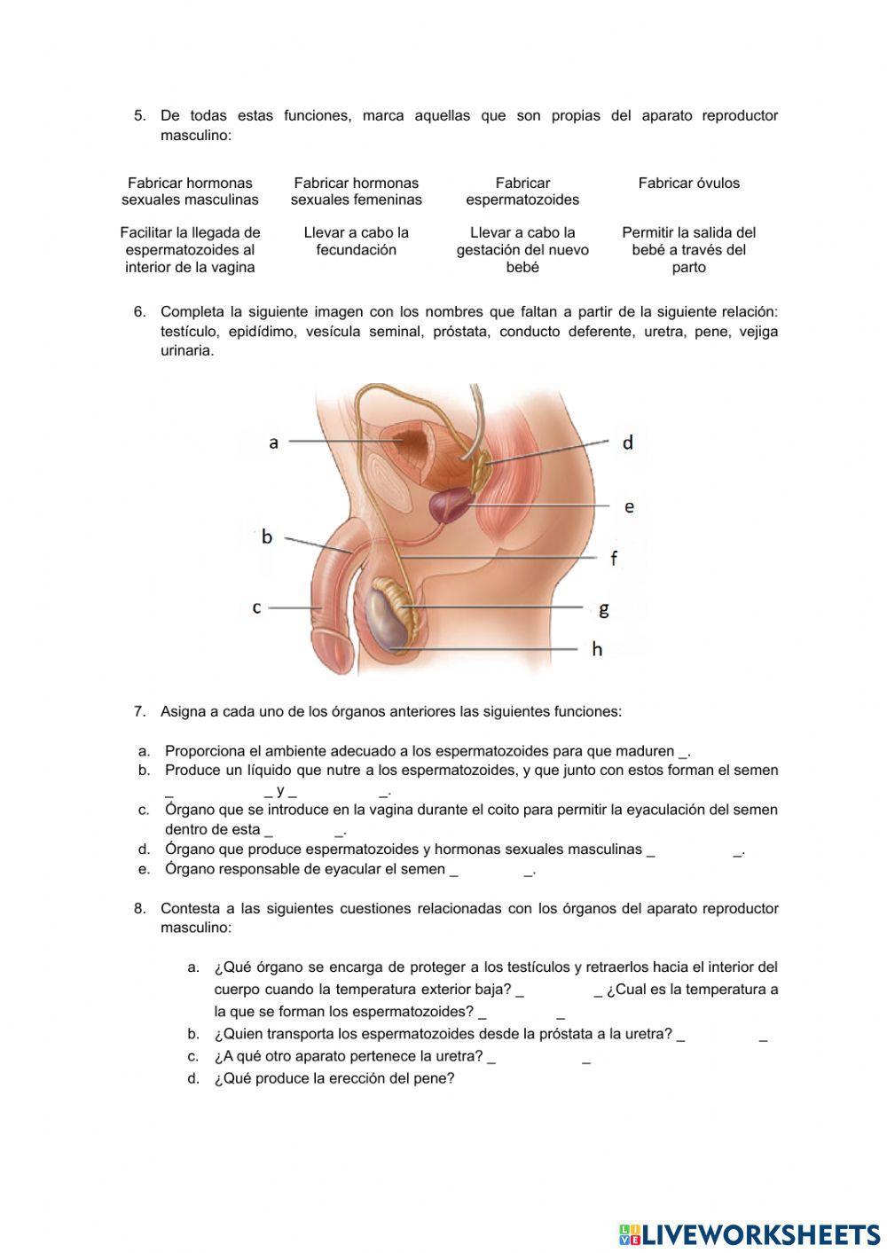 The cell theory. Characteristics of cells
