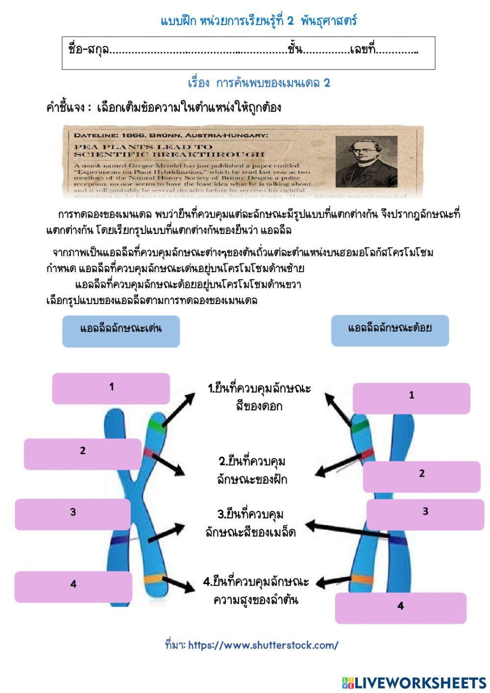การค้นพบของเมนเดล2