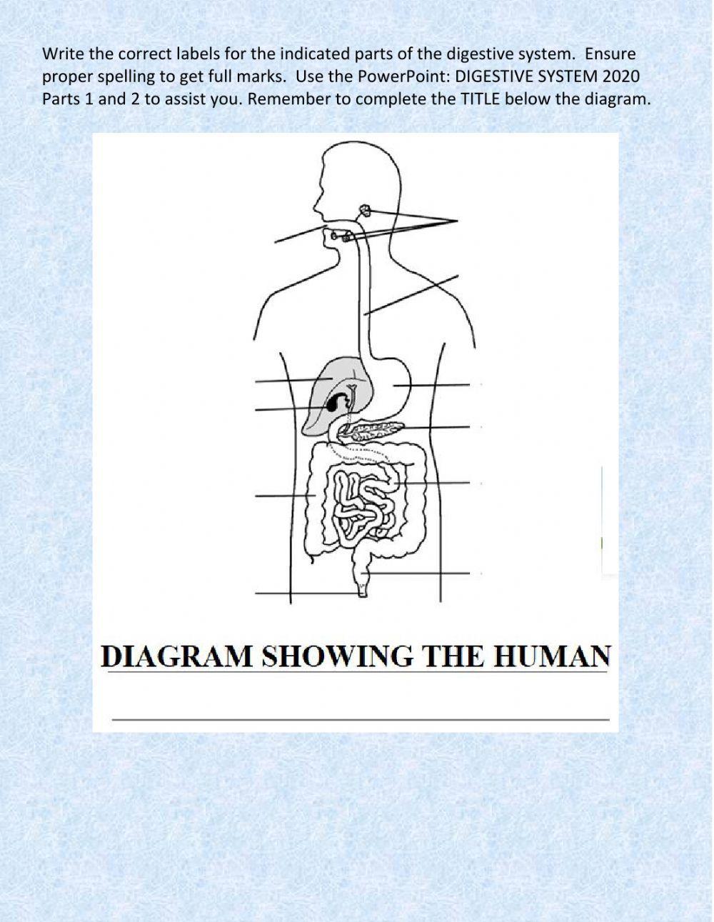 Digestive system 2022