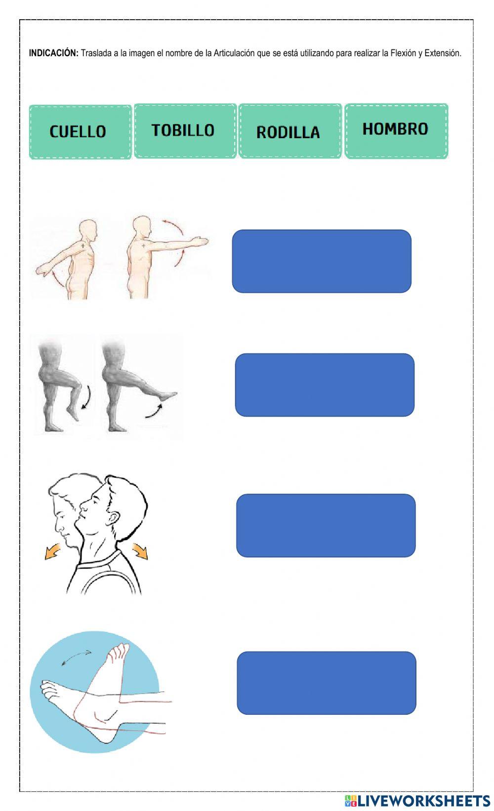 Flexión y Extensión