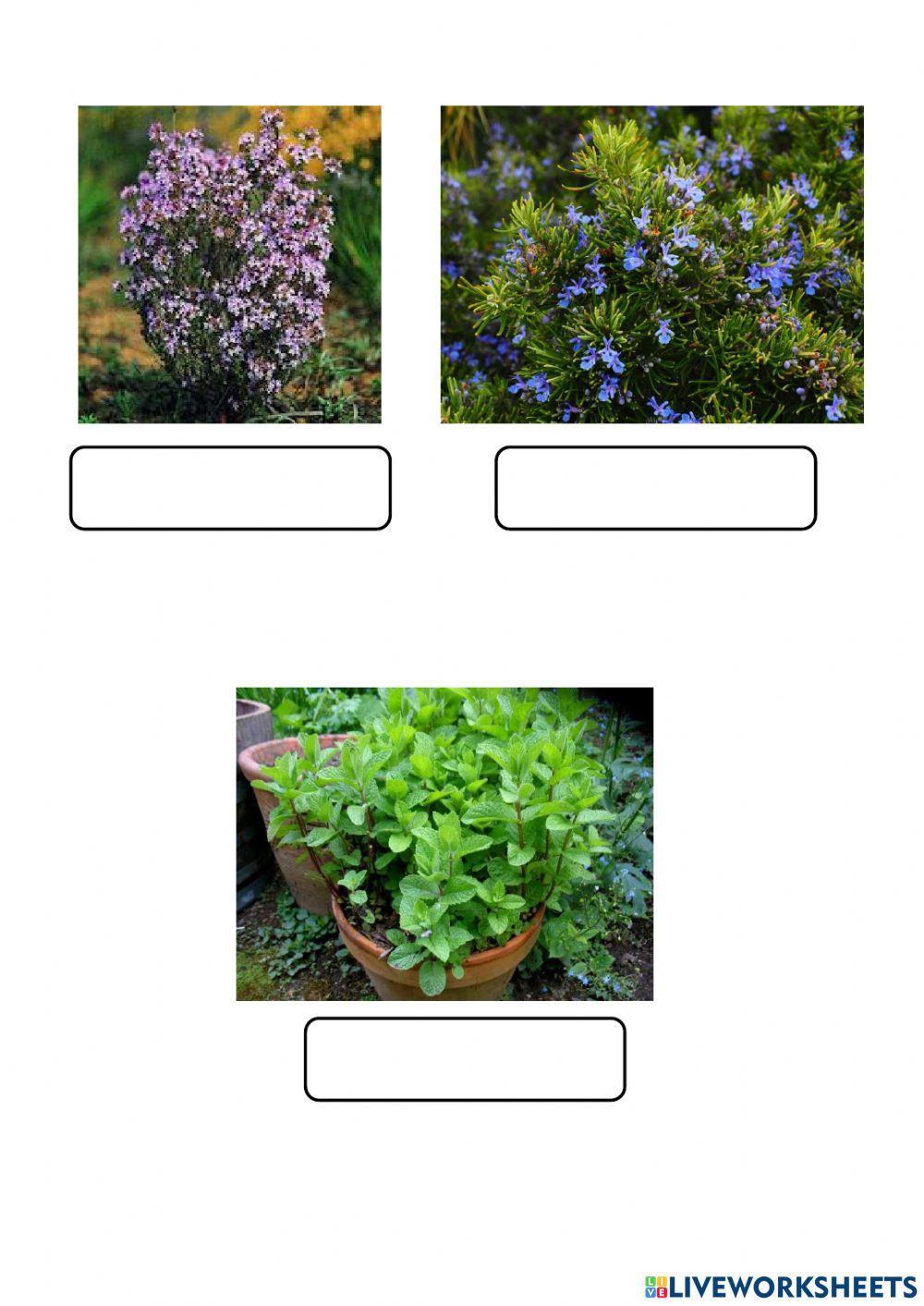 PLANTES AROMÀTIQUES DEL PATI