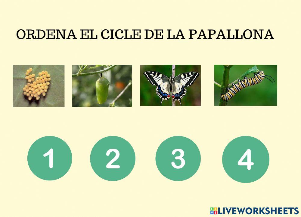 Cicle de les papallones