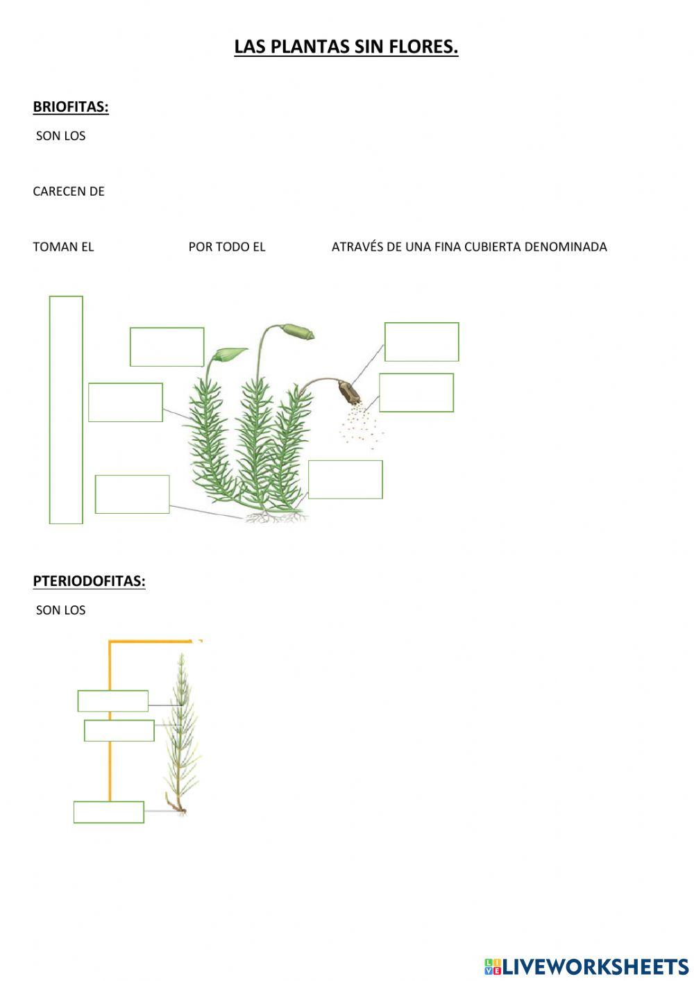 Eso 1 biologia tema 8