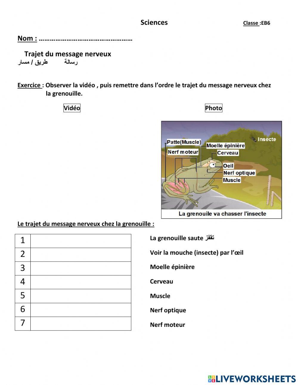 Trajet du message nerveux