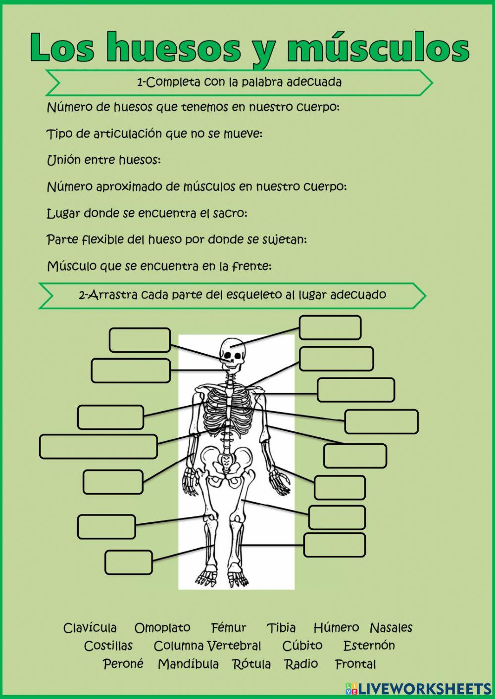 Los huesos y músculos Los huesos y músculos
