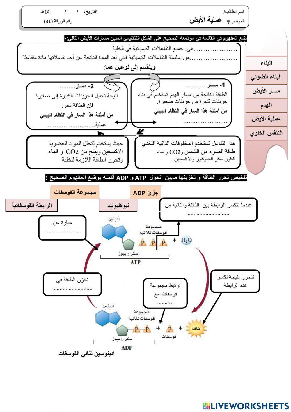 ورقة 31 ( معدلة)