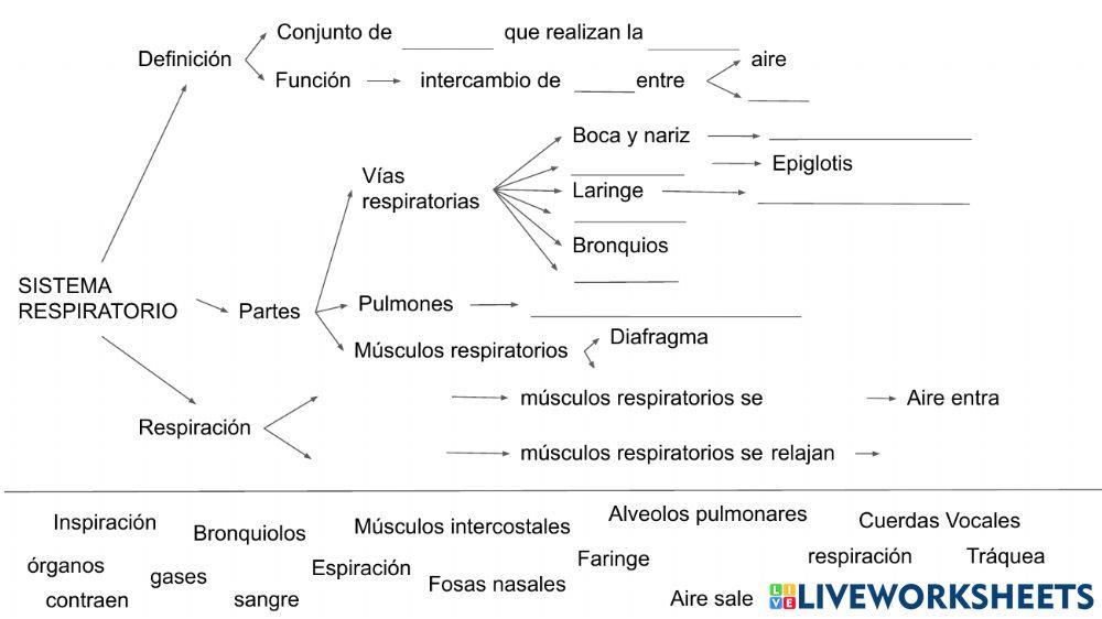Sistema respiratorio