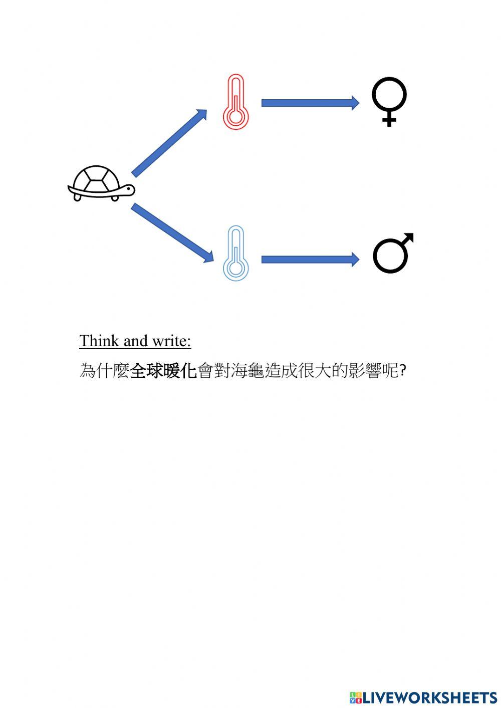 Weather and seasons- Sea Turtle- Environmental protection