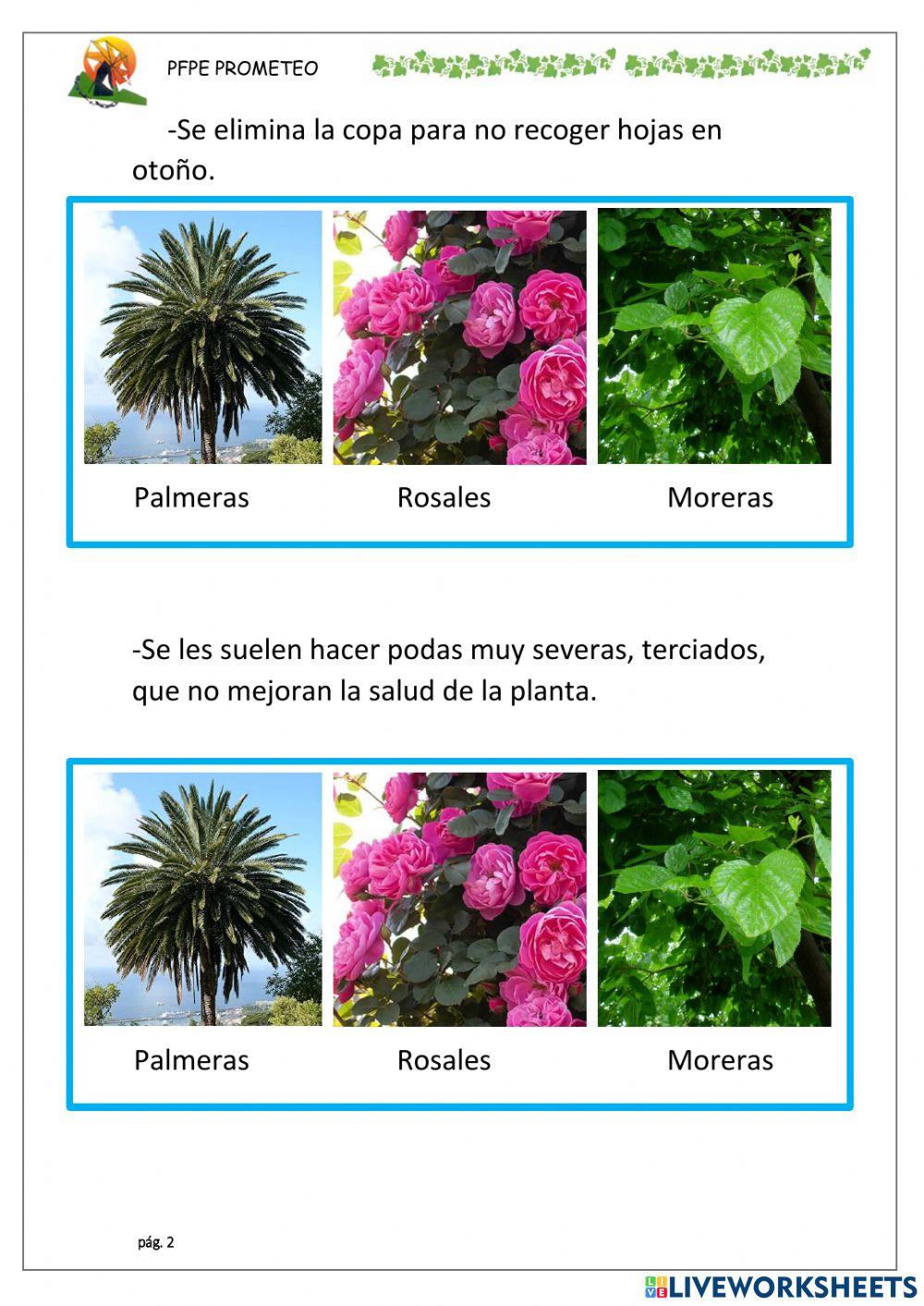 Poda de palmera-morera-rosal