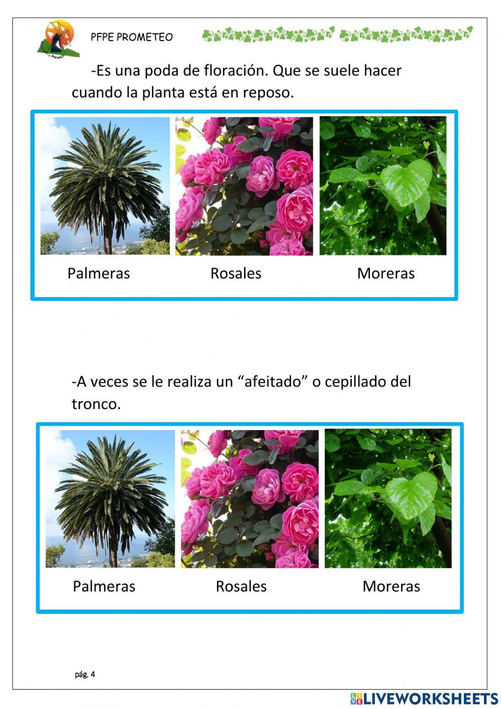 Poda de palmera-morera-rosal