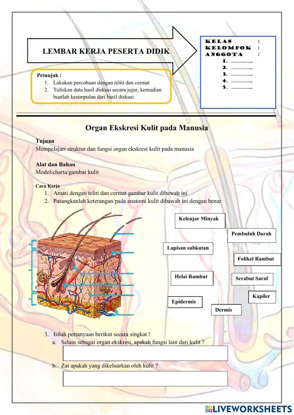 Organ sistem ekskresi kulit pada manusia