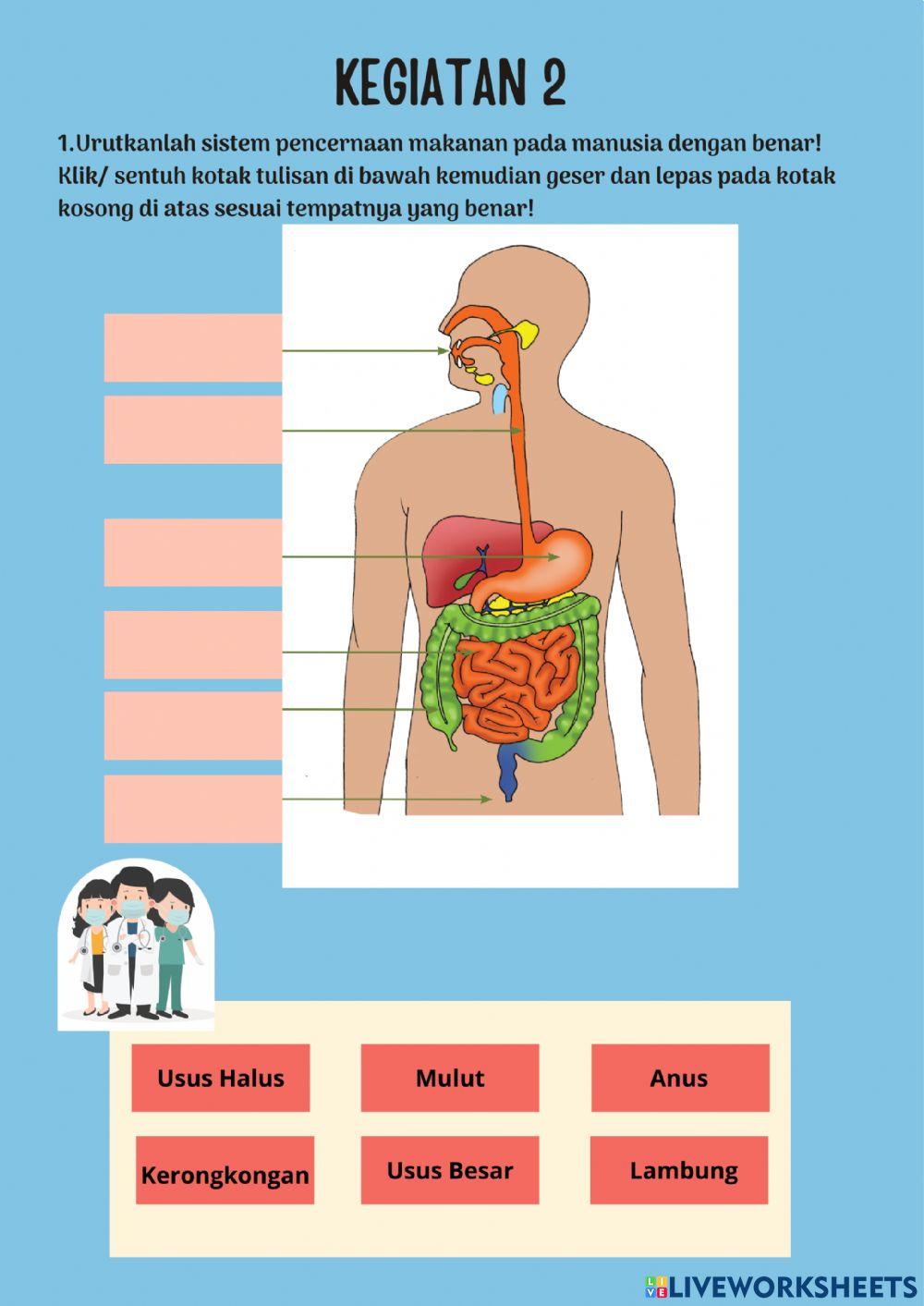 Sistem Pencernaan Manusia