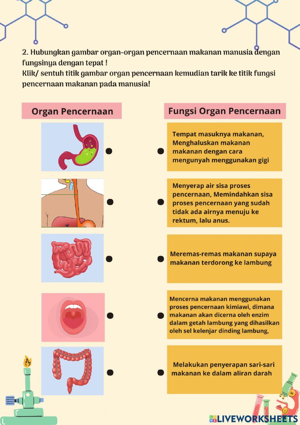 Sistem Pencernaan Manusia