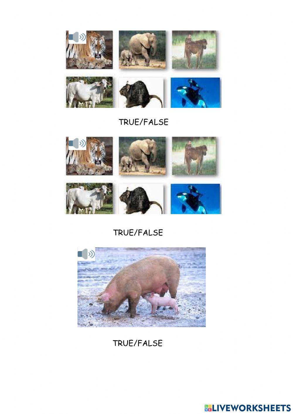 Mammals I 1º Mammals I 1º