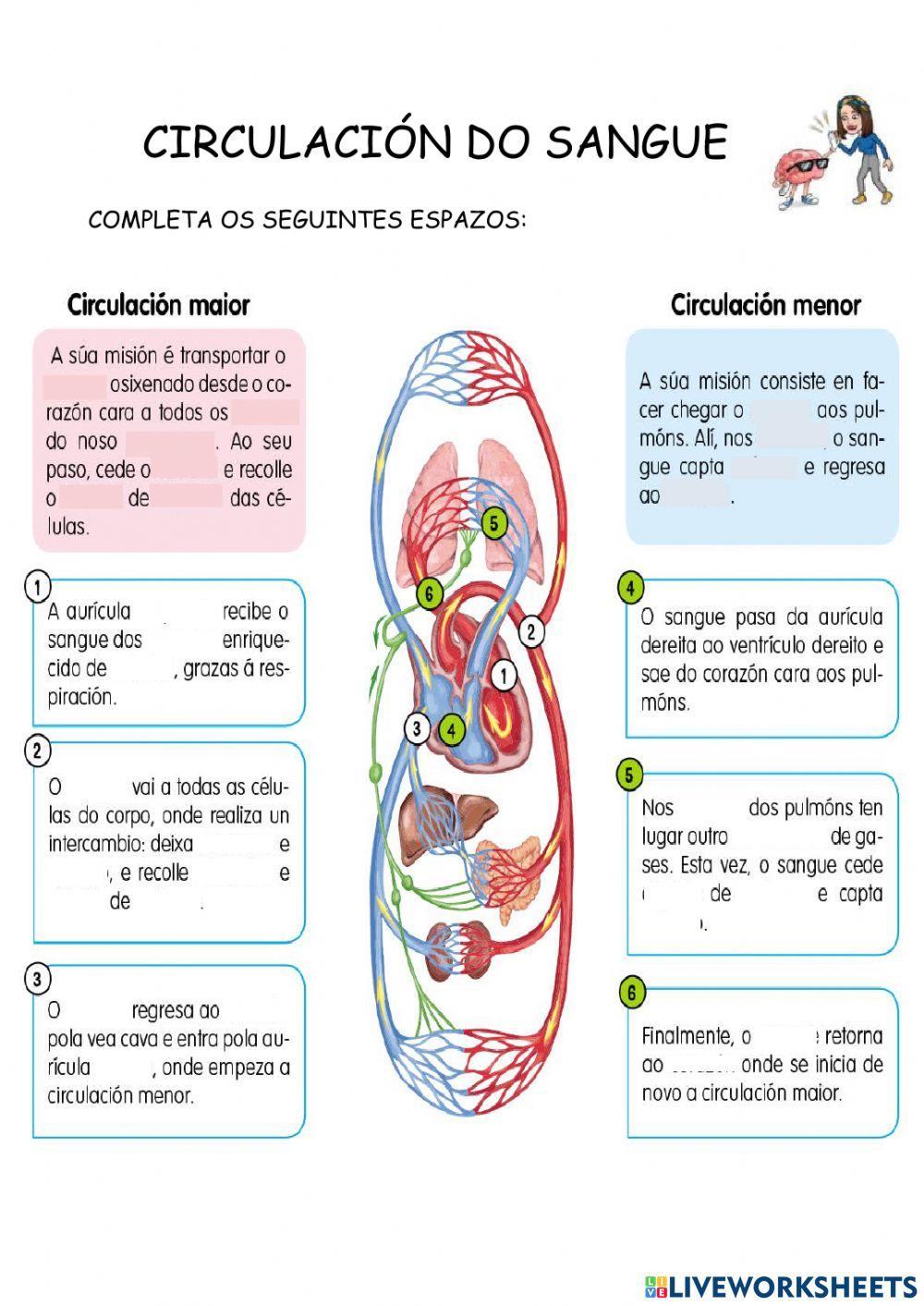 A CIRCULACIÓN DO SANGUE