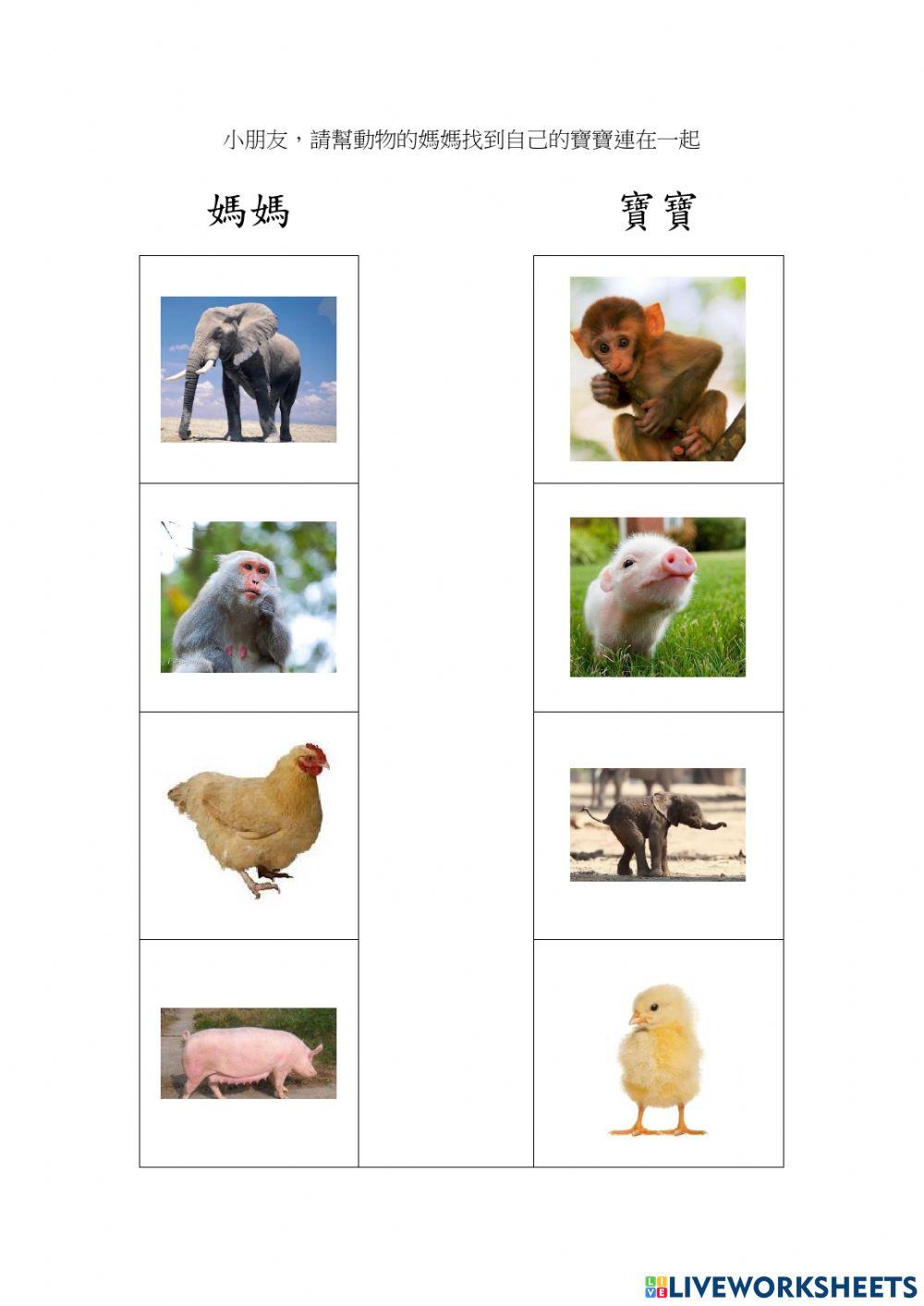 動物的媽媽與寶寶