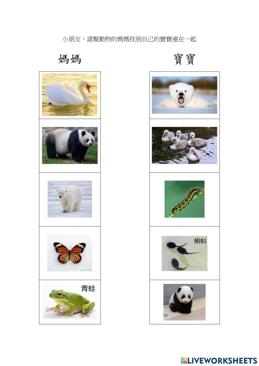 動物的媽媽與寶寶