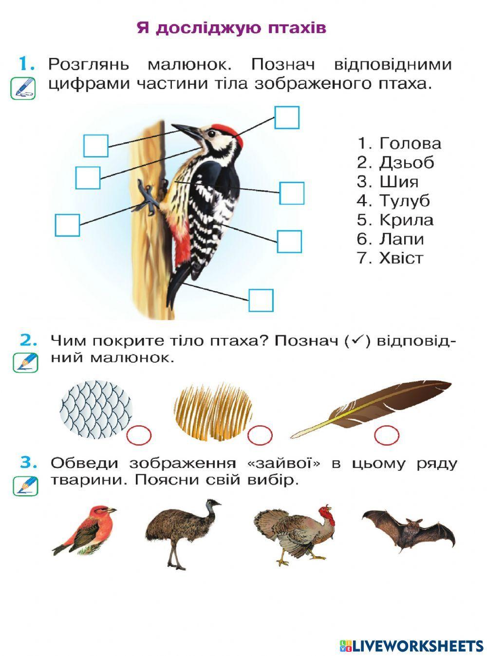 Птахи завдання на закріплення