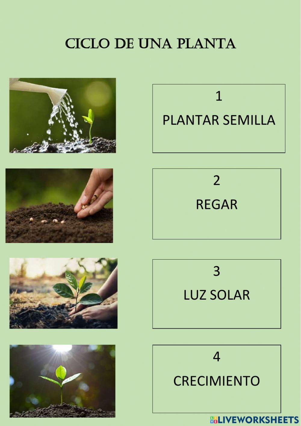 Ciclo de una planta
