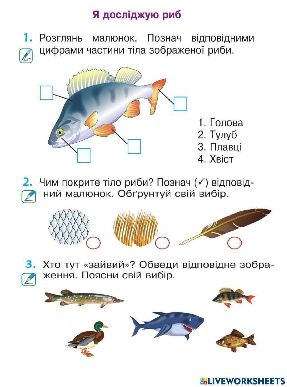 Хто такі риби?