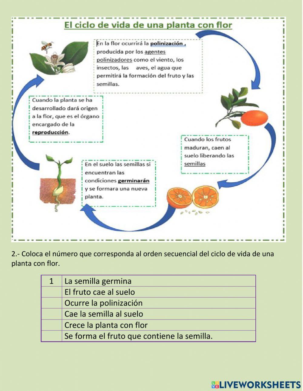 El ciclo de vida de una planta 2