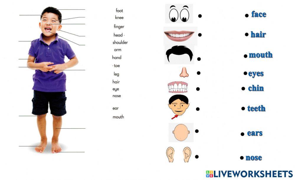 Sm sd 1 science the body 1