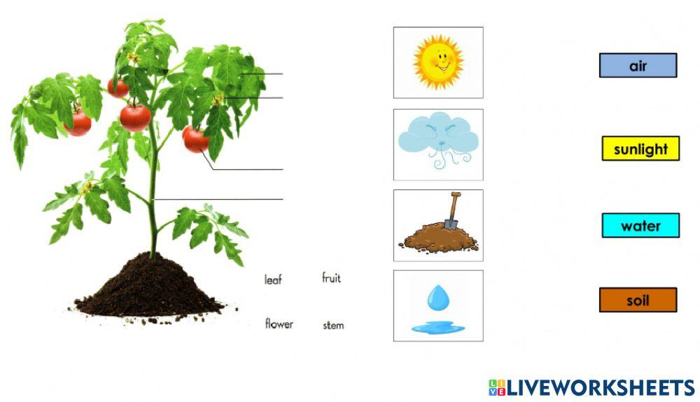 Sm sd 1 science plants