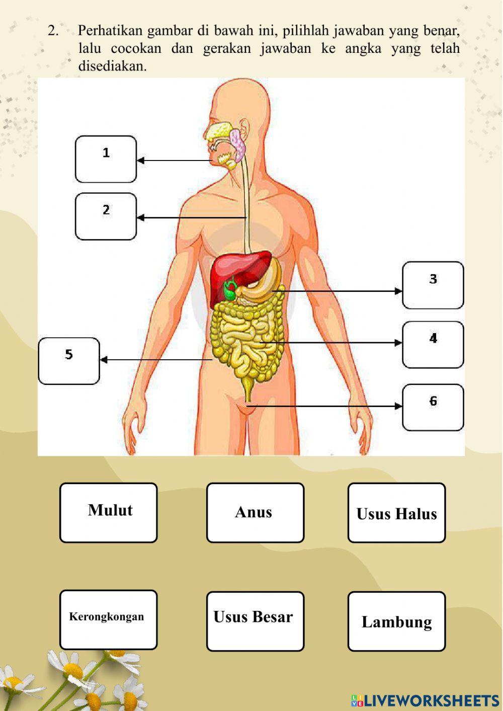 Sistem Pencernaan Manusia