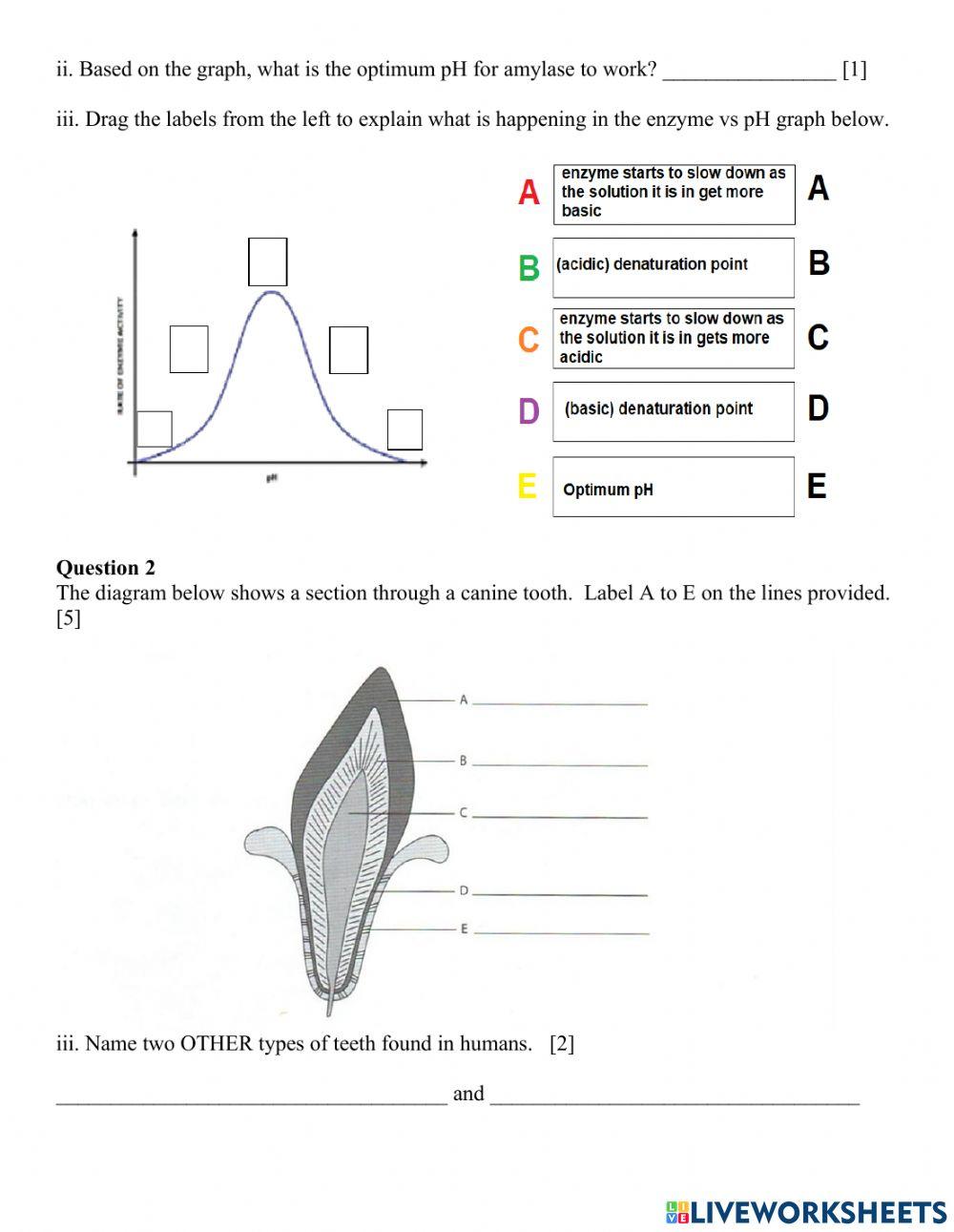 Digestive System Test 2022 !!