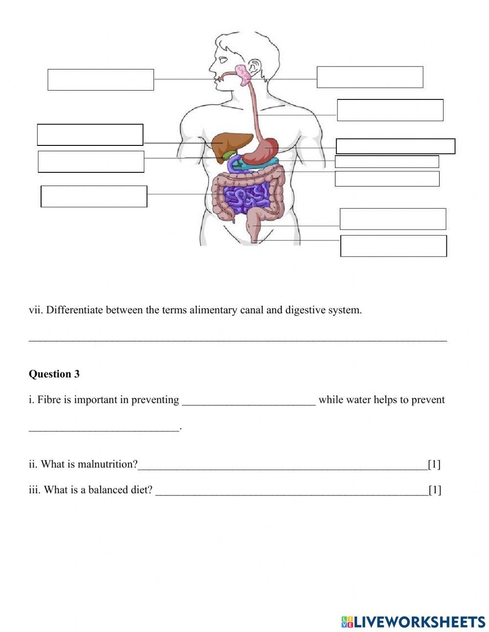 Digestive System Test 2022 !!