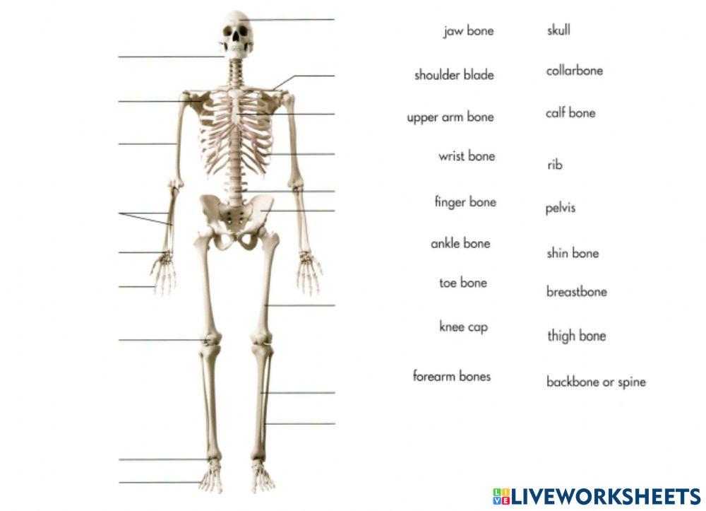 Sm sd 4 skeleton and muscles