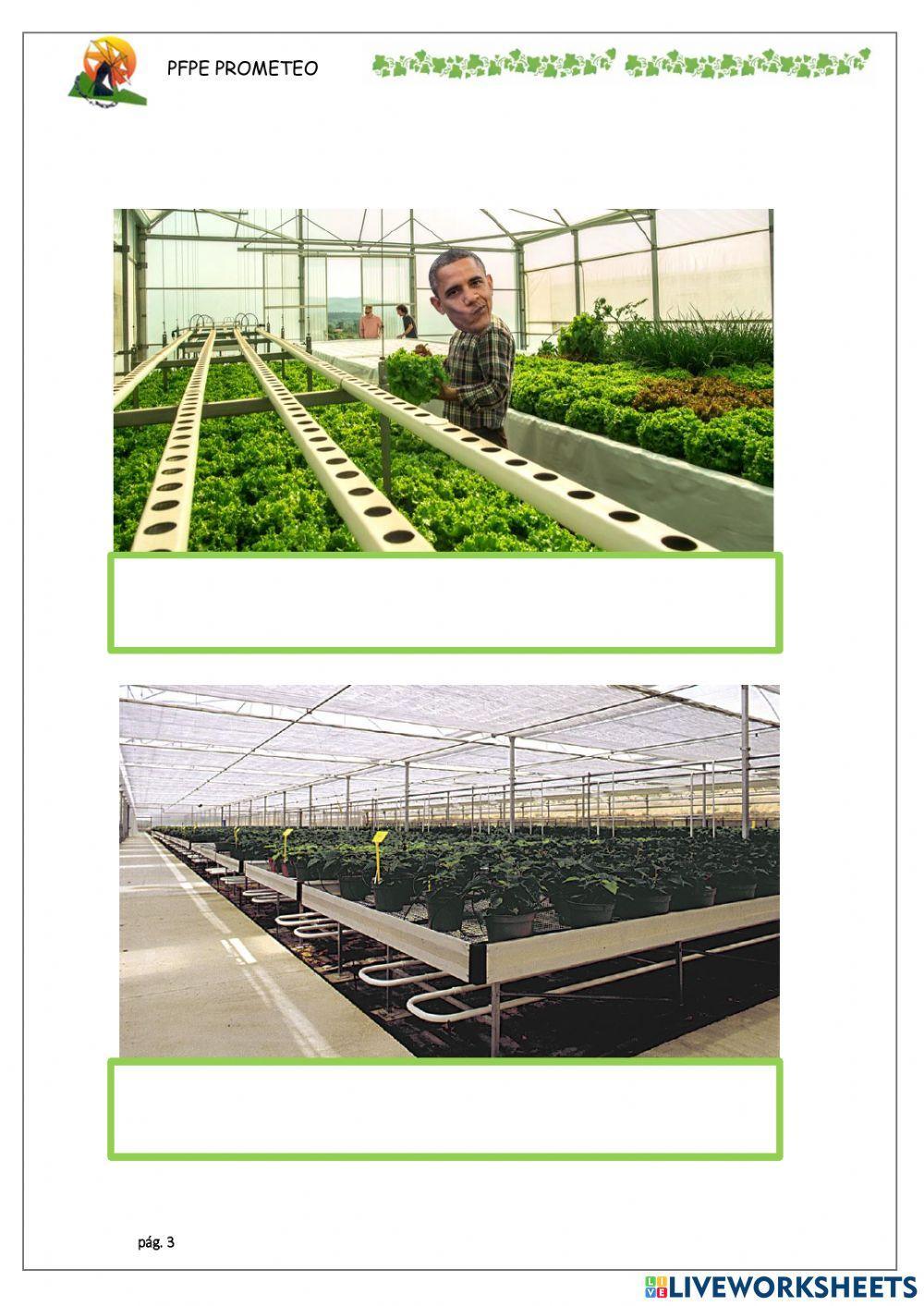 Invernaderos, riego y temperatura