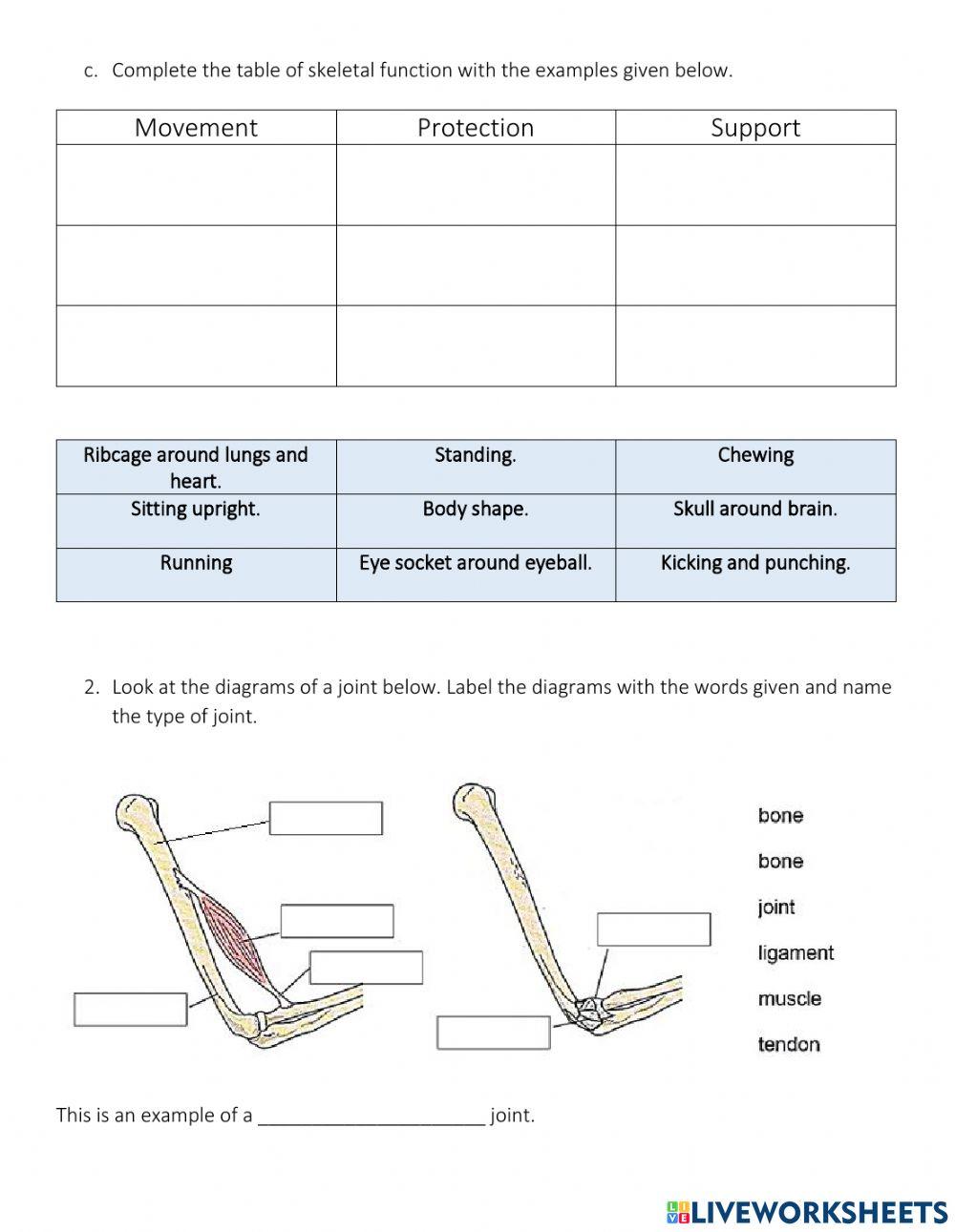 Year 8 Skeleton and Respiration Unit Test