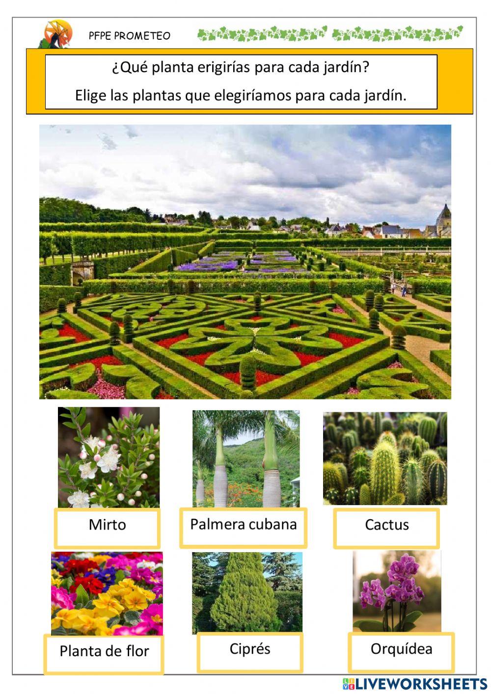 Plantas a elegir en el jardin