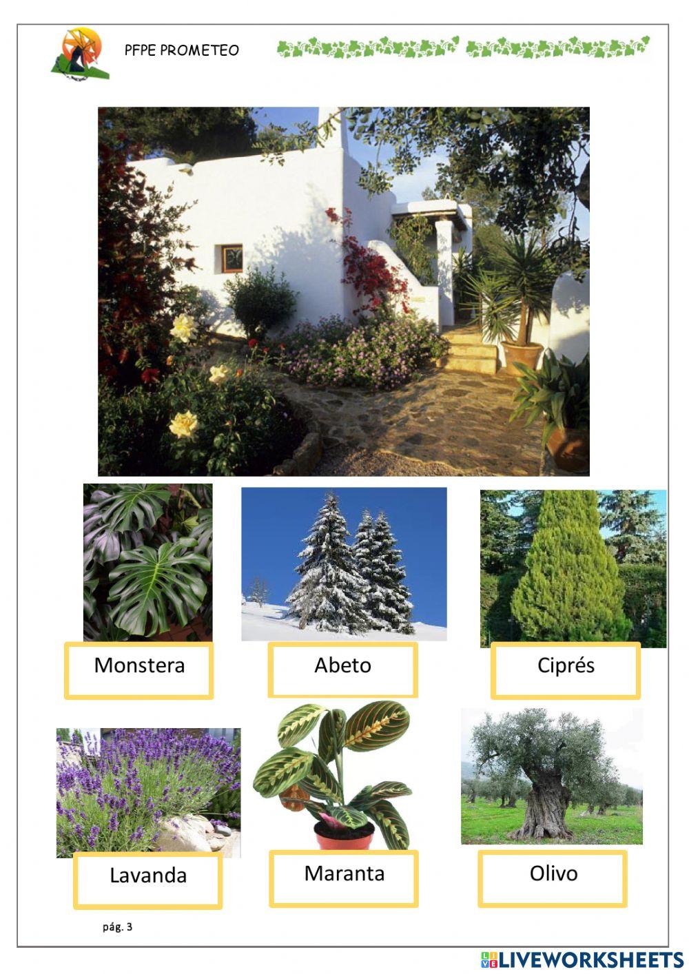 Plantas a elegir en el jardin