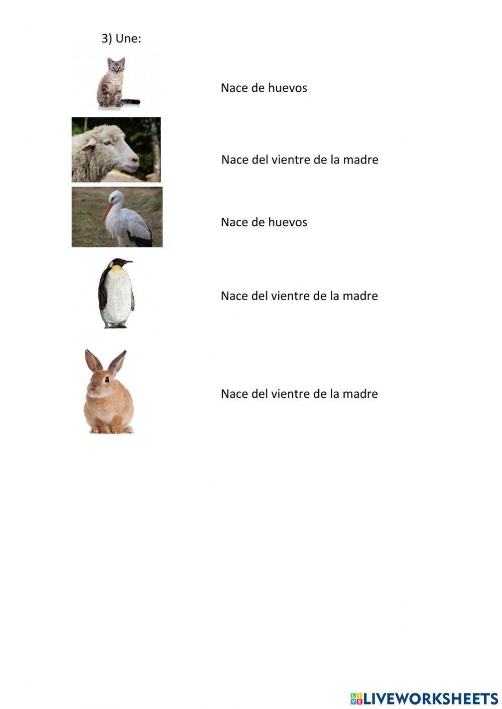 Animales ovípaaros y vivíparos